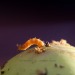 Macro-fotografie-appel-met-worm-2733