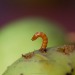 Macro-fotografie-appel-met-worm-2749