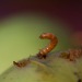 Macro-fotografie-appel-met-worm-2750