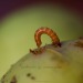 Macro-fotografie-appel-met-worm-2751