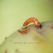 Macro-fotografie-appel-met-worm-2753