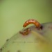 Macro-fotografie-appel-met-worm-2756