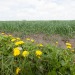 Natuurfotografie zeeland-voorjaar-9652