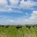 Natuurfotografie zeeland-voorjaar-9656