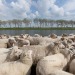 Natuurfotografie zeeland-voorjaar-9674